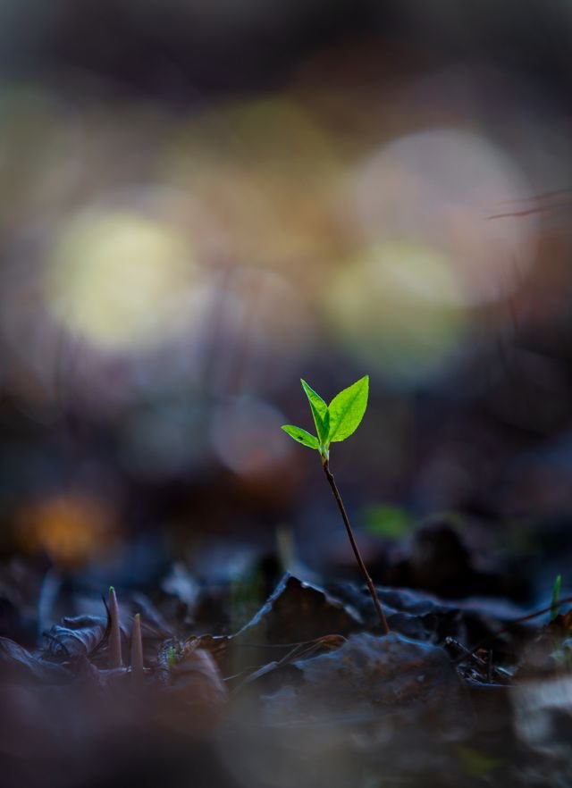 A Collect for Spiritual Growth
